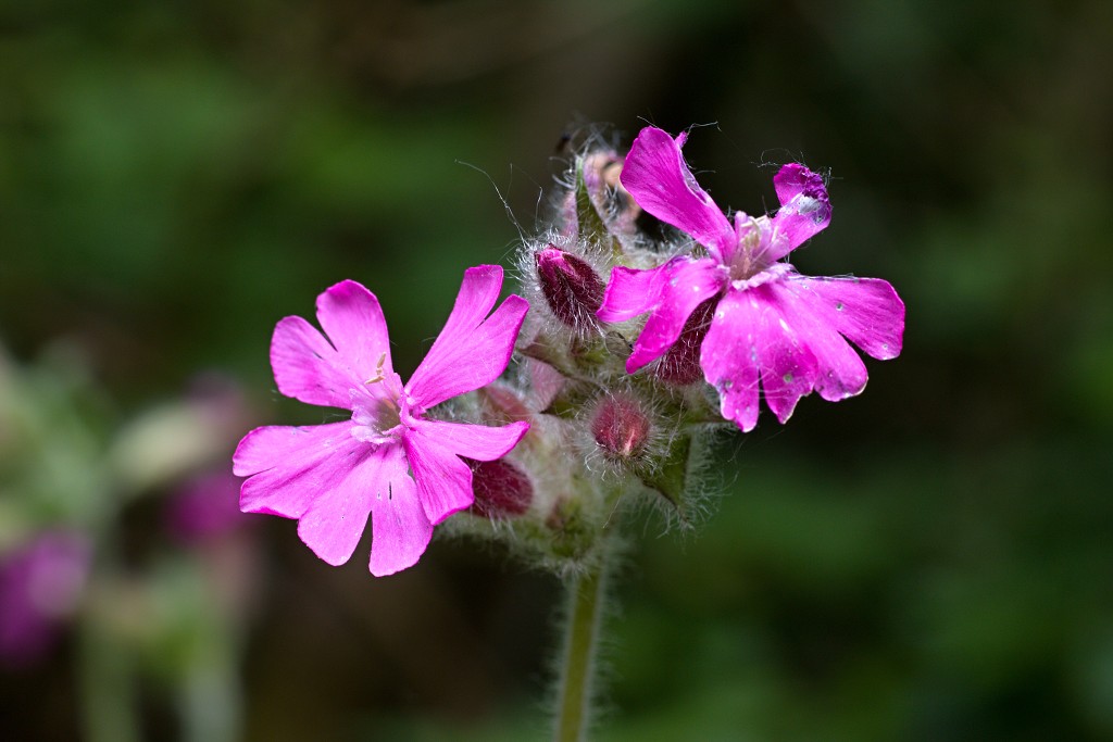 voornes duin tenellaplas Quackjeswater natuur natuurgebied natuurmonumenten hdr duinen Zuid Hollands landschap polder bossen natuurreservaat Natura 2000